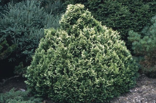 Lawson's cypress 'Pygmaea Argentea'