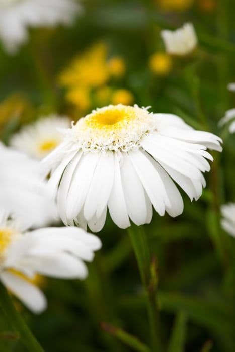 Shasta daisy 'Wirral Supreme'