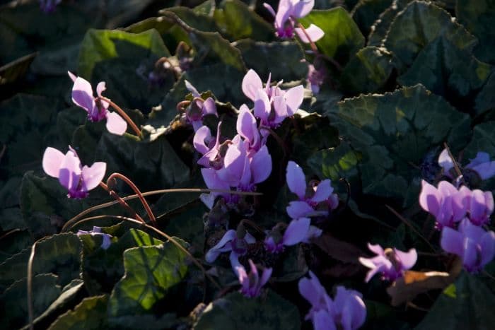 Lebanon cyclamen