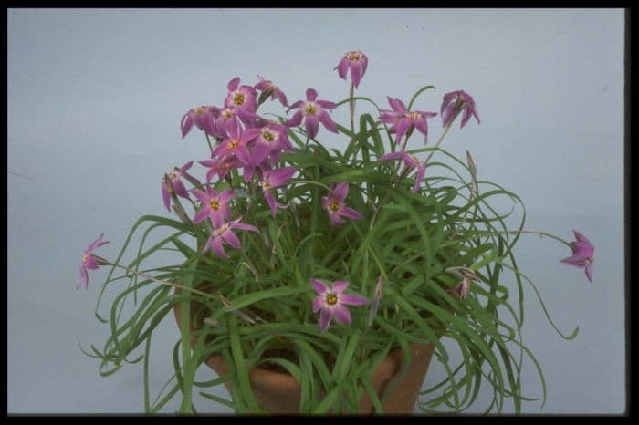 spring starflower 'Froyle Mill'