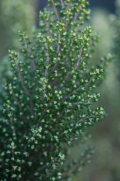 tree heath 'Estrella Gold'