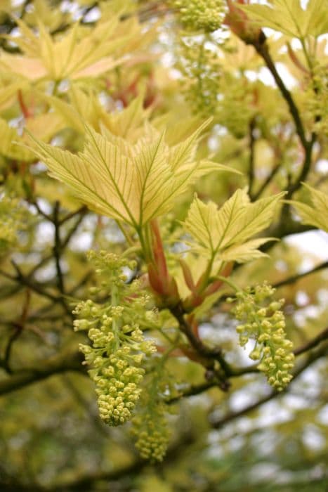 sycamore 'Prinz Handjéry'