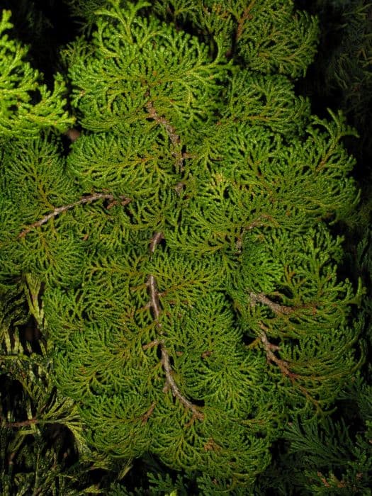 Hinoki cypress 'Kosteri'