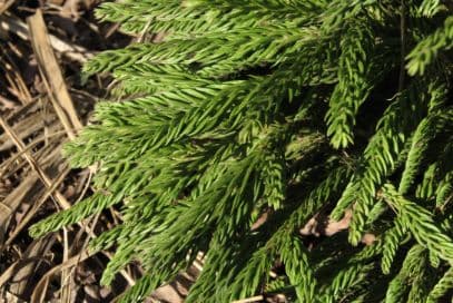 grannies' ringlets