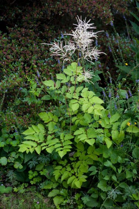 Kamtchatka goat's beard