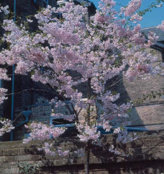 Winter-flowering cherry 'Autumnalis'