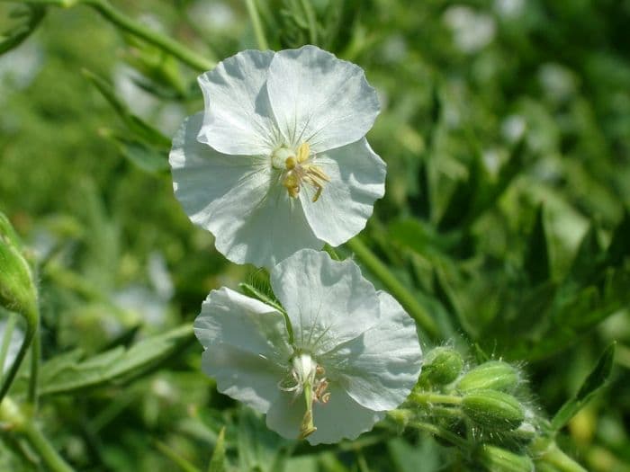 dusky cranesbill 'Album'