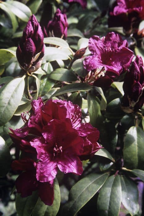 rhododendron 'Cetewayo'