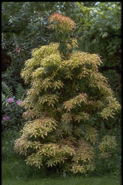 pieris 'Forest Flame'