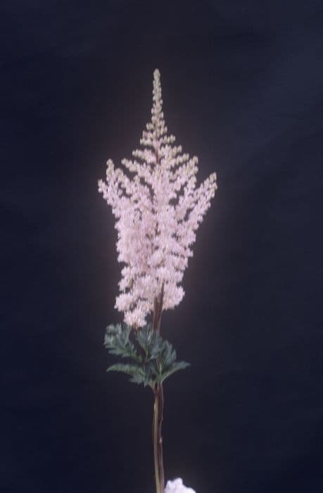 astilbe 'Lilliput'