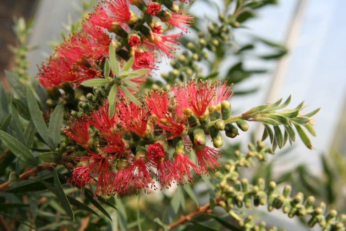 bottlebrush 'Captain Cook'