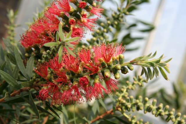 Bottlebrush 'Captain Cook'