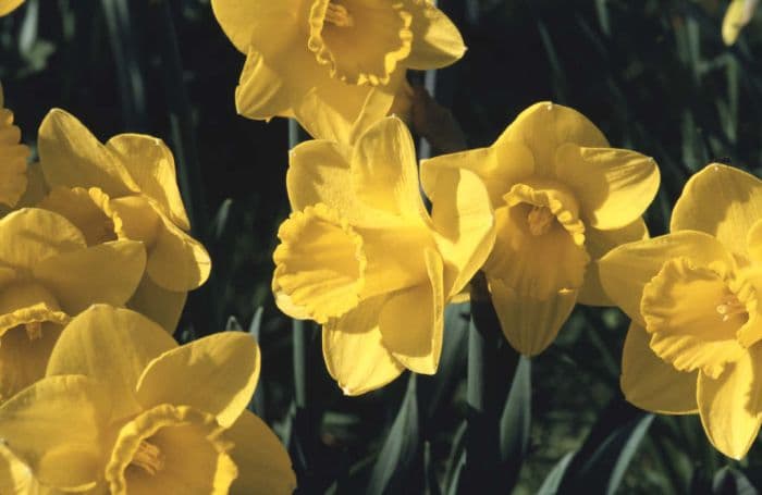 daffodil 'Golden Vale'