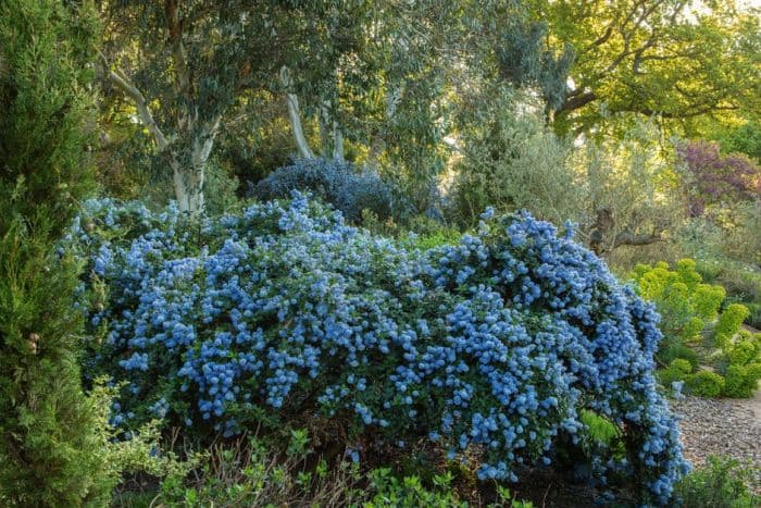 creeping blue blossom