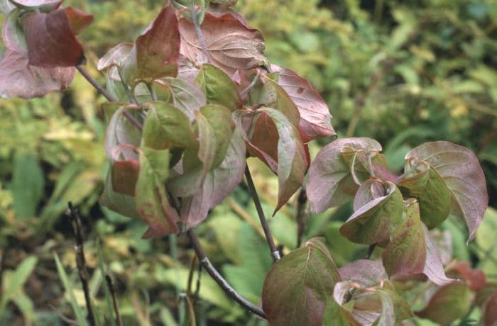 eastern flowering dogwood 'Cherokee Chief'