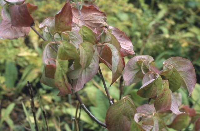 Eastern flowering dogwood 'Cherokee Chief'