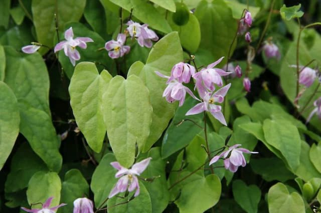 Barrenwort 'Roseum'