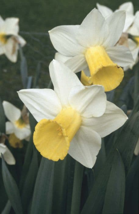 daffodil 'Bravoure'