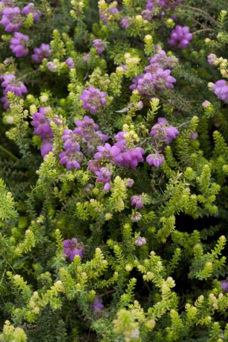 heather 'Irish Orange'