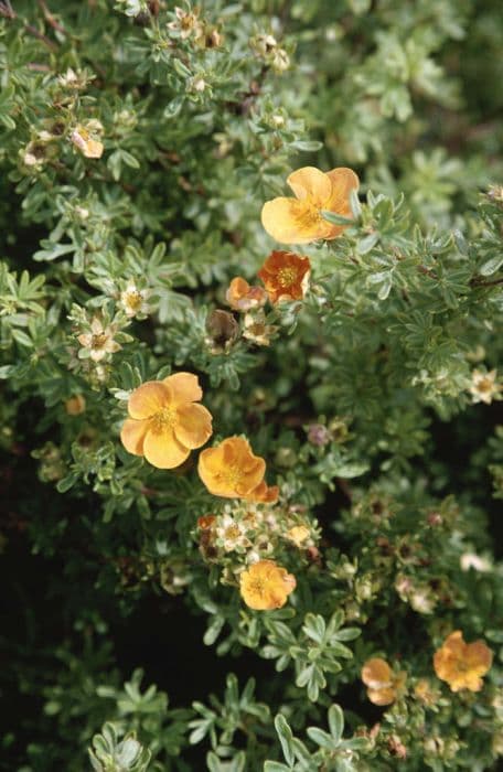 shrubby cinquefoil 'Sunset'