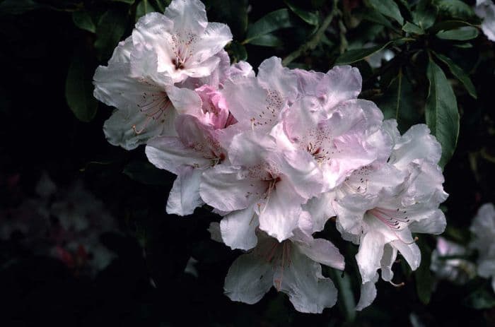 rhododendron 'Loderi Venus'