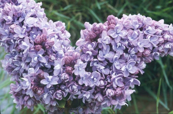 lilac 'Katherine Havemeyer'