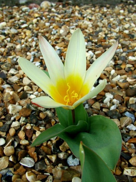 water lily tulip