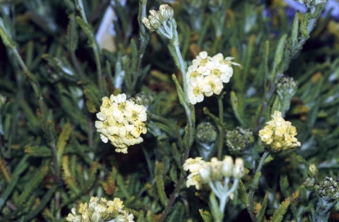 yarrow 'King Edward'