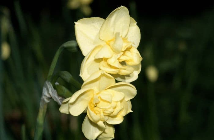 daffodil 'Yellow Cheerfulness'