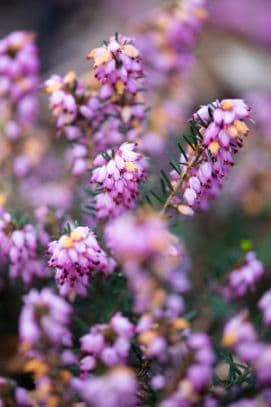 heather 'Winter Beauty'