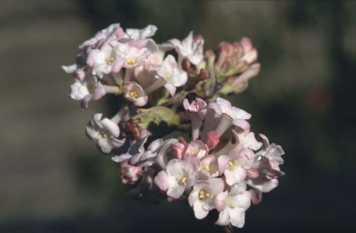 arrowwood 'Charles Lamont'