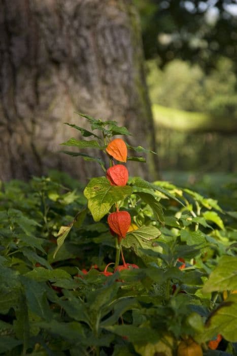 Chinese lantern