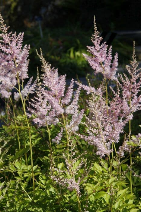 astilbe 'Venus'