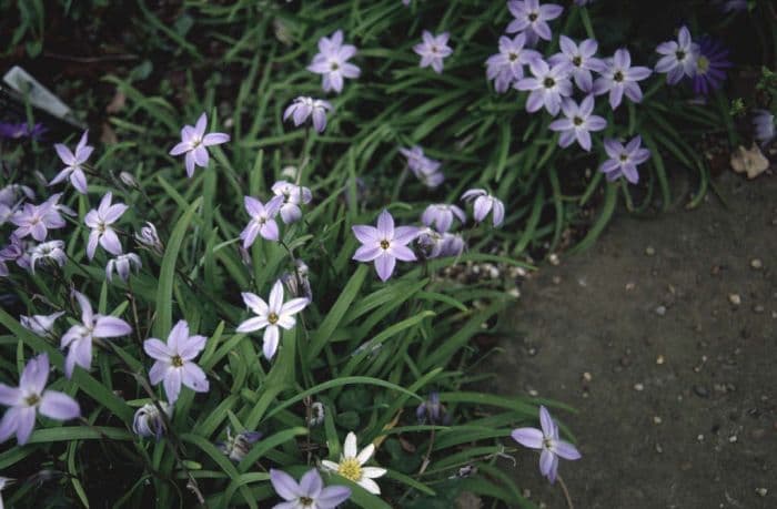 spring starflower 'Wisley Blue'