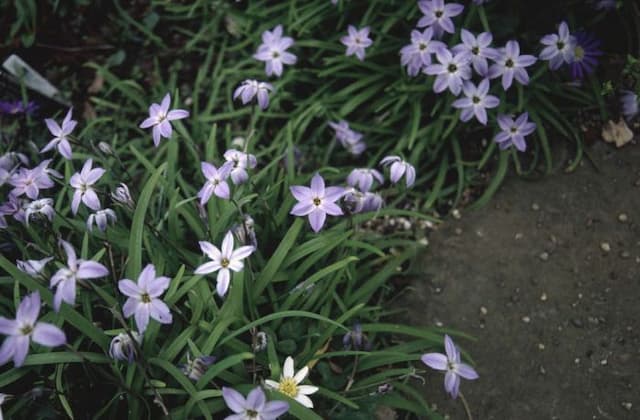 Spring starflower 'Wisley Blue'