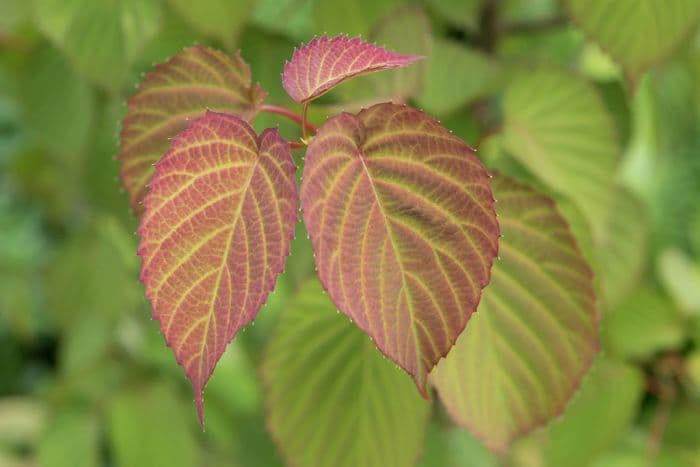 de Vilmorin handkerchief tree