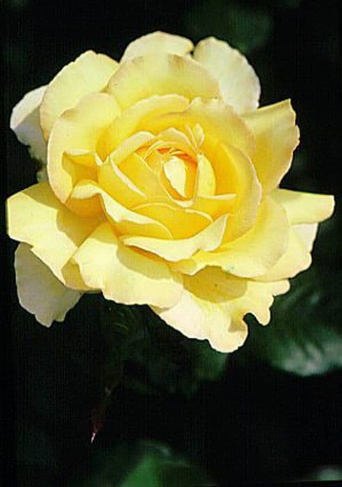 Rose [Mountbatten]