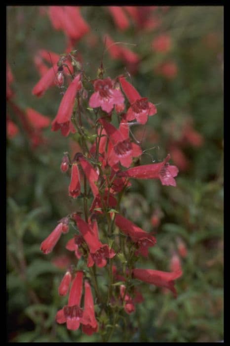 penstemon 'Cherry'