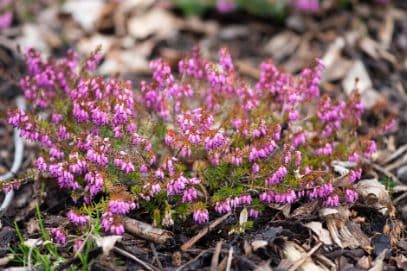 heather 'Vivellii Aurea'