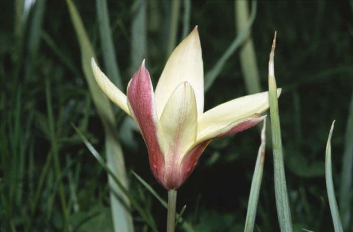 lady tulip 'Cynthia'