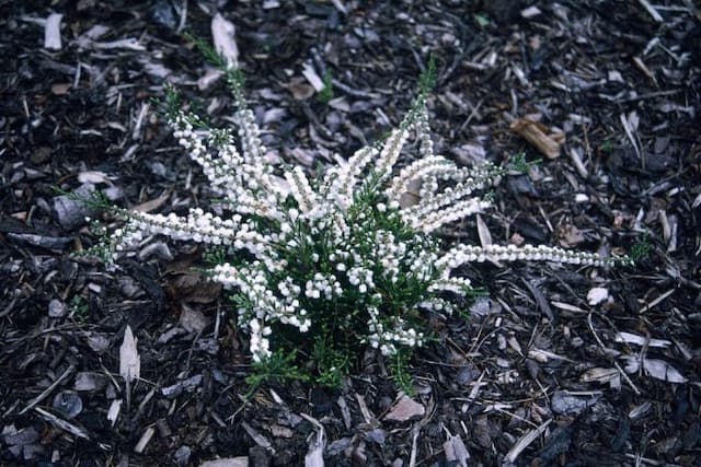 Heather 'Kinlochruel'