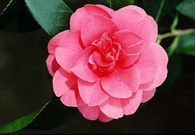 Camellia Elegans'