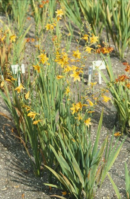 montbretia 'Lady Hamilton'