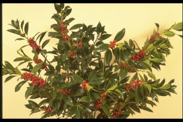 Holly 'Pyramidalis'