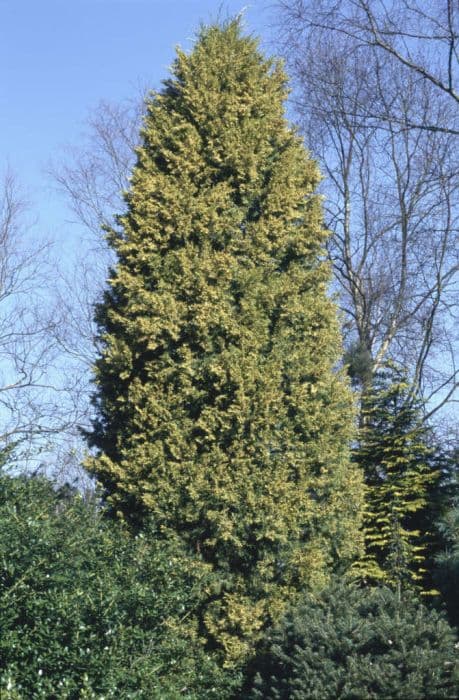 golden Chinese juniper