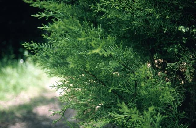 Monterey cypress 'Golden Cone'