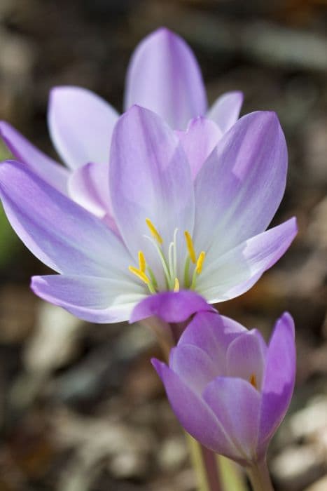 giant meadow saffron 'Atrorubens'