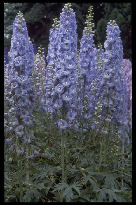 delphinium 'Lord Butler'