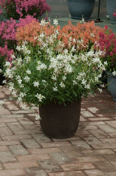 gaura 'Sparkle White'