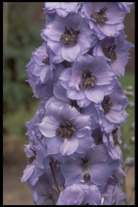 delphinium 'Blue Dawn'